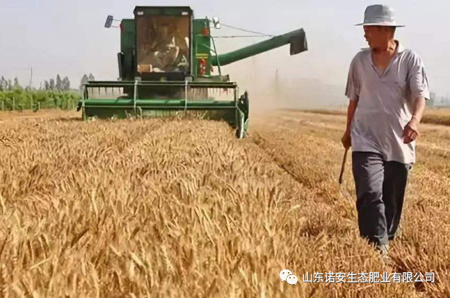 诺安小麦专用肥花开晋鲁冀大地